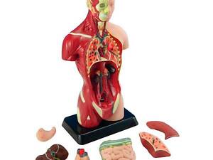 Анатомическая модель человека Edu-Toys сборная 27 см (MK027)