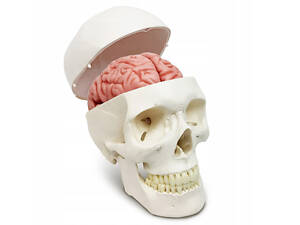 Анатомическая модель Черепа RESTEQ 11 частей 11x17x15 см анатомический учебный череп с разборными элементами