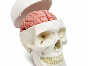 Анатомічна модель Черепа RESTEQ 11 частин 11x17x15 см деталізований анатомічний череп для навчання