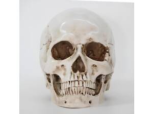 Анатомическая модель Череп RESTEQ 19x14x16 см, Модель черепа человека, съемная челюсть, Череп человека декоративный