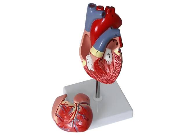 Анатомічна модель серця людини RESTEQ 1:1 — розбірна модель для вивчення будови та кровообігу - Фото 1