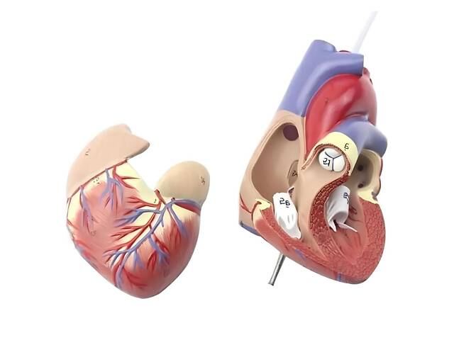 Анатомічна модель серця людини RESTEQ 1:1 — розбірна модель для вивчення будови та кровообігу - Фото 4