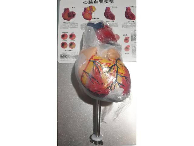 Анатомічна модель серця людини RESTEQ 1:1 — розбірна модель для вивчення будови та кровообігу - Фото 5