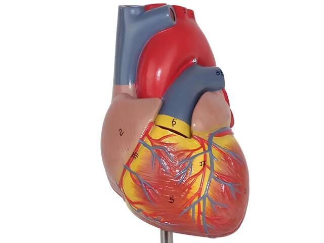 Анатомічна модель серця людини RESTEQ 1:1 — розбірна модель для вивчення будови та кровообігу - Фото 6