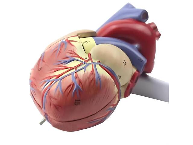 Анатомічна модель серця людини RESTEQ 1:1 — розбірна модель для вивчення будови та кровообігу - Фото 7