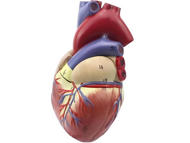 Анатомічна модель серця людини RESTEQ 1:1 — розбірна модель для вивчення будови та кровообігу - Фото 8