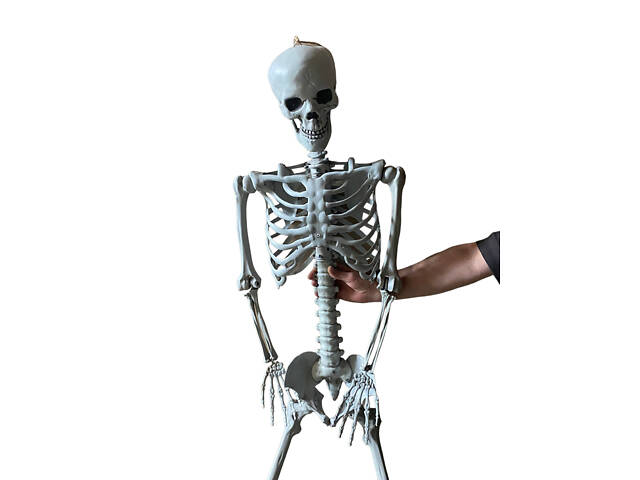 Анатомічний скелет людини RESTEQ 170 см — велика навчальна модель із ПВХ з рухомою щелепою, білий - Фото 2