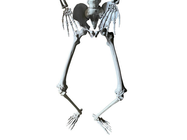 Анатомічний скелет людини RESTEQ 170 см — велика навчальна модель із ПВХ з рухомою щелепою, білий - Фото 3