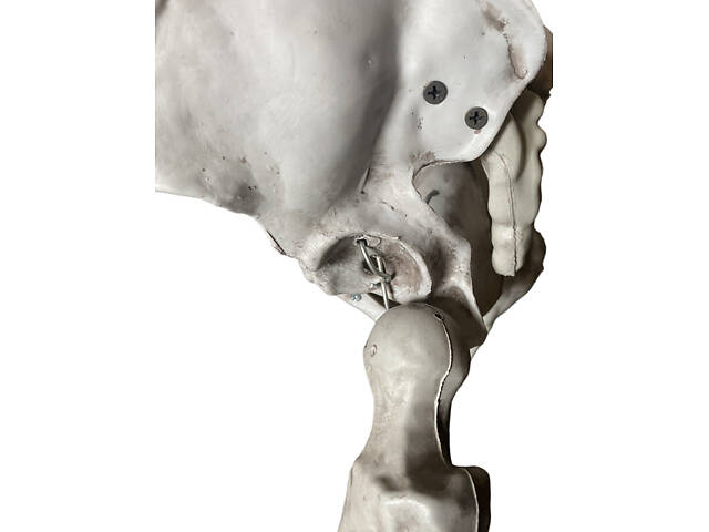 Анатомічний скелет людини RESTEQ 170 см — велика навчальна модель із ПВХ з рухомою щелепою, білий - Фото 4