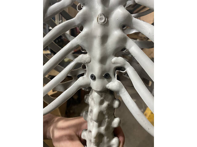 Анатомічний скелет людини RESTEQ 170 см — велика навчальна модель із ПВХ з рухомою щелепою, білий - Фото 7