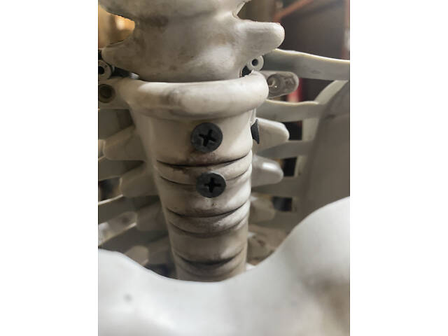 Анатомічний скелет людини RESTEQ 170 см — велика навчальна модель із ПВХ з рухомою щелепою, білий - Фото 8