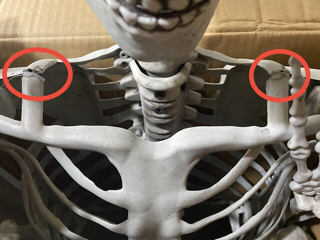 Анатомічний скелет людини RESTEQ 170 см — велика навчальна модель із ПВХ з рухомою щелепою, білий - Фото 9