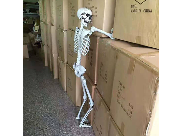 Анатомічний скелет людини RESTEQ 170 см — велика навчальна модель із ПВХ з рухомою щелепою, білий - Фото 10