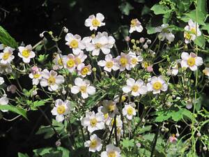 Японська анемона. Садова рослина.