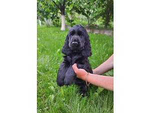 Англійські кокер-спаніелі