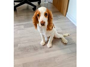 Англійський кокер-спанієль (біло-рудий, вік - 6 місяців, хлопчик)