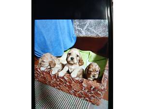 Англійський кокер спаніель