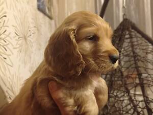 Англійський кокер-спаніель