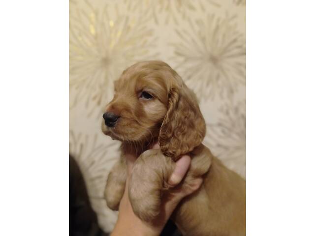 Англійський кокер-спаніель - Фото 2