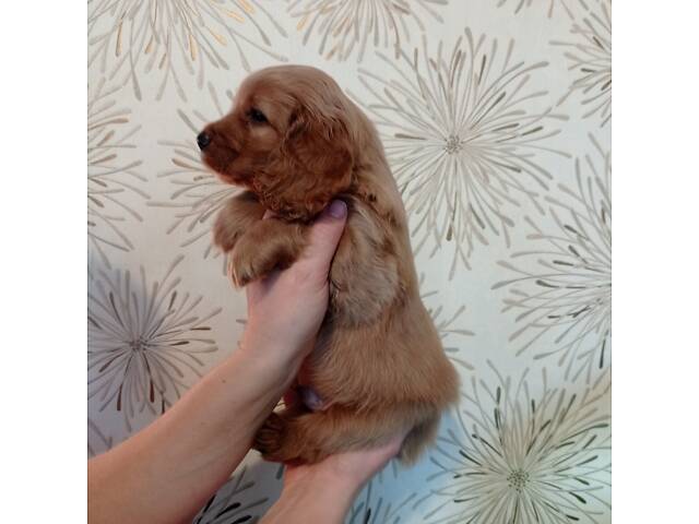 Англійський кокер-спаніель - Фото 3