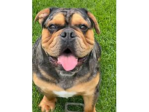 Англійский бульдог