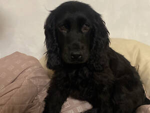 Англійський кокер спаніель