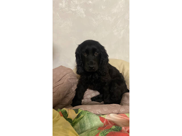 Англійський кокер спаніель - Фото 1