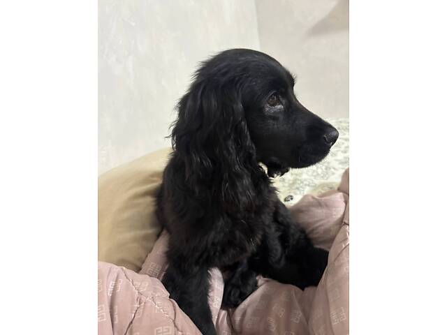 Англійський кокер спаніель - Фото 2