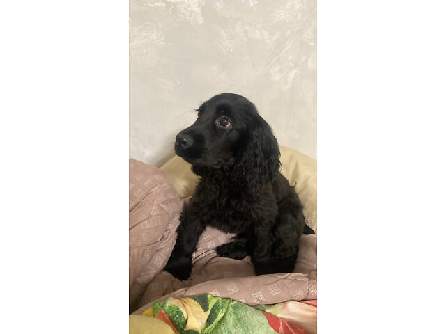 Англійський кокер спаніель - Фото 3