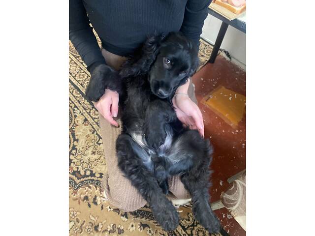 Англійський кокер спаніель - Фото 4