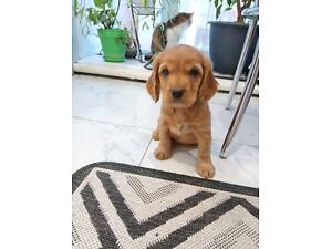 Англійський кокер-спанієль