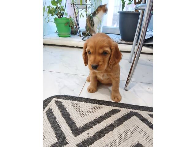 Англійський кокер-спанієль - Фото 2