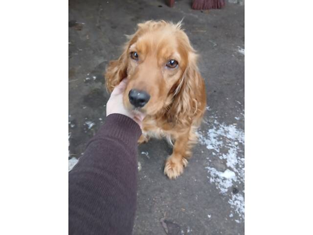 Англійський кокер-спанієль - Фото 4