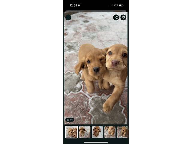 Англійський кокер-спанієль - Фото 5