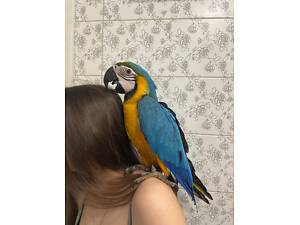 Ара – яскравий екзотичний папуга.