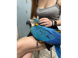 Ара, яскравий ручний папуга ара.