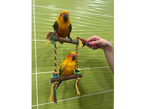 Аратинга співочий папуга