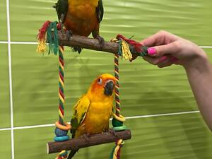 Аратинга співочий папужка