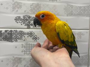 Аратинга яскравий птах