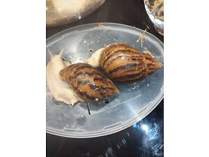 Архахатина ТИГРИ