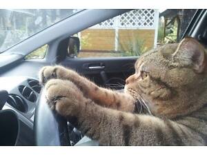 Автоінструктор-тренер з водіння автомобіля для жінок