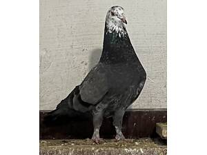 Бакинські широкохвості голуби