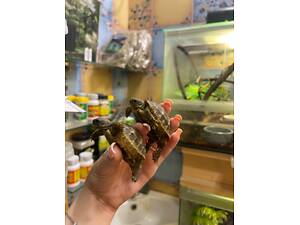 Балканська сухопутна черепашка