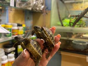 Балканський сухопутний черепах