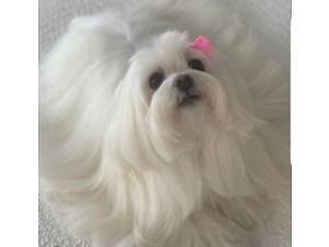 Балонка мальтійська