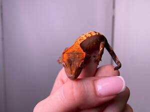 Бананоїд, гекон війчастий, війчастий бананоїд