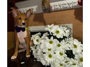 Басенджі документи КСУ