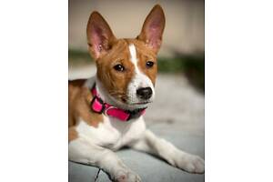 Басенджи щенки