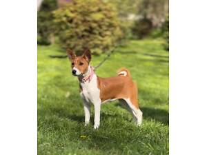 Басенджи щенок, сука выставочного класса FCI