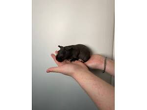 Бегемотики малюки, лисі Skinni морські.